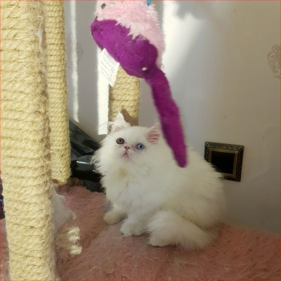 19-12-15-14-18-37-575_deco