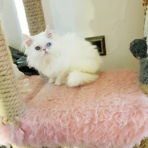 19-12-15-14-20-01-277_deco