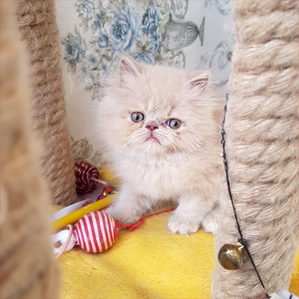 بچه گربه پرشین کرم اشرافی