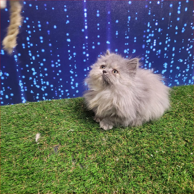 بچه گربه طوسی