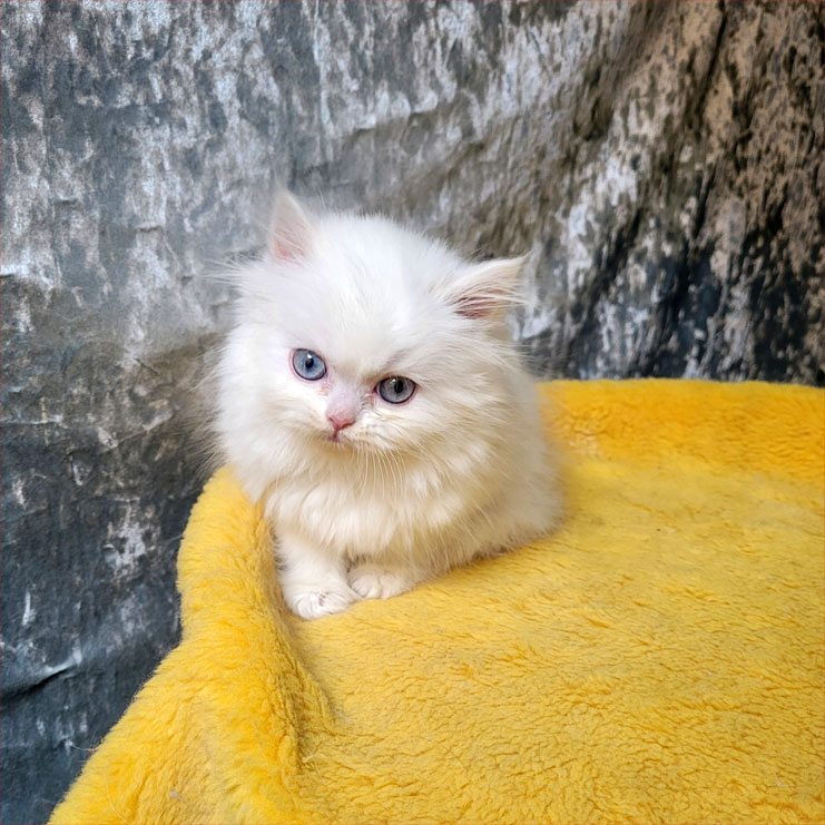 فروش بچه گربه پرشین سفید چشم آبی