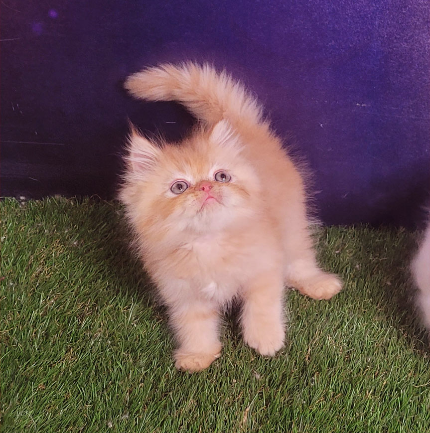 فروش پرشین کت گارفیلدی