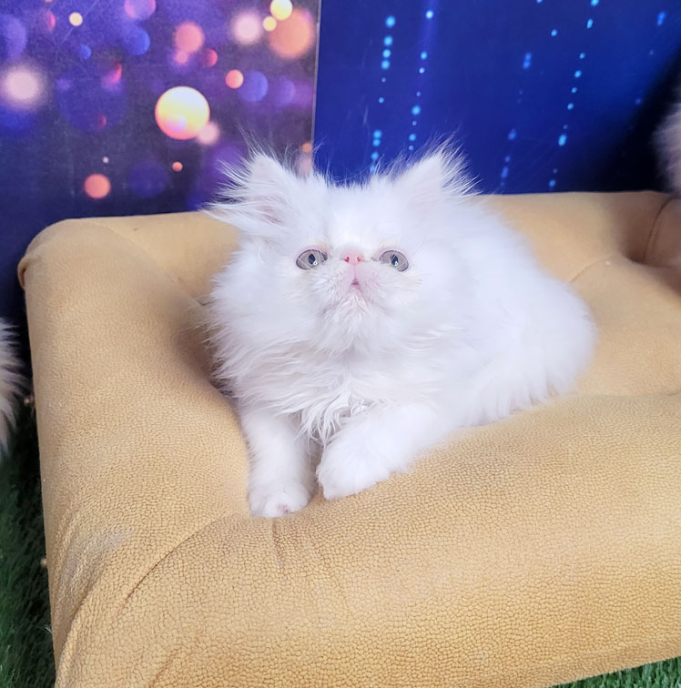 فروش پرشین سفید سوپرفلت