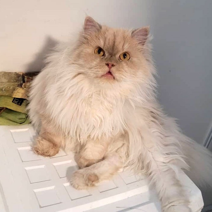 فروش ماده بالغ پرشین کاراملی