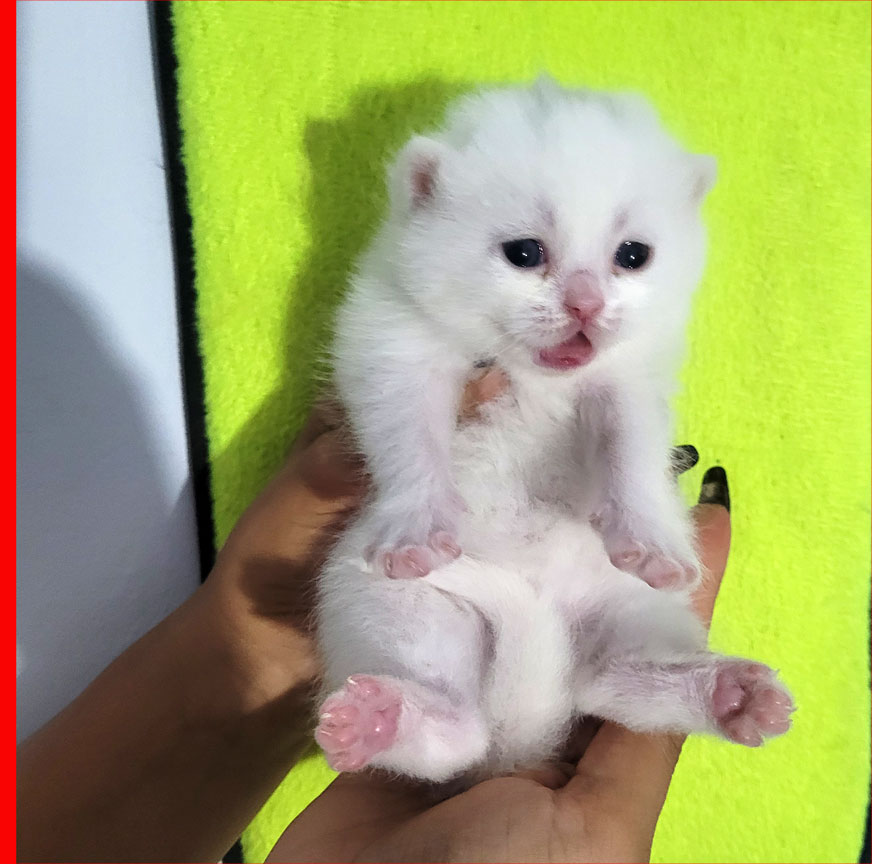 فروش بچه گربه بریتیش سفید