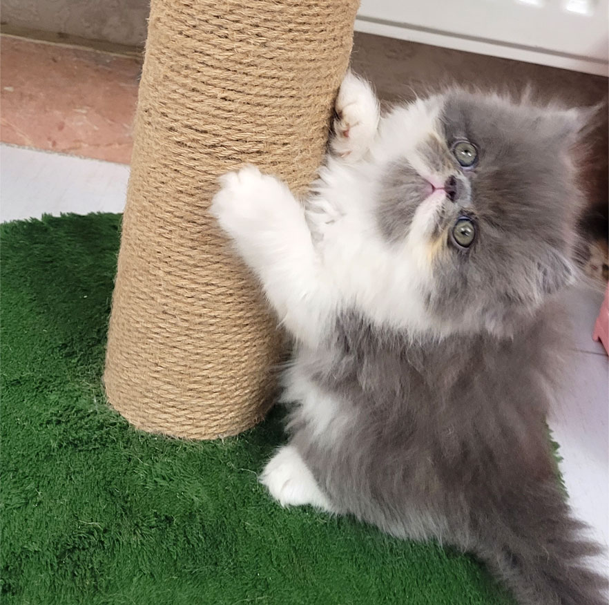 فروش بچه گربه بای کالر پرشین سوپر فلت بلو