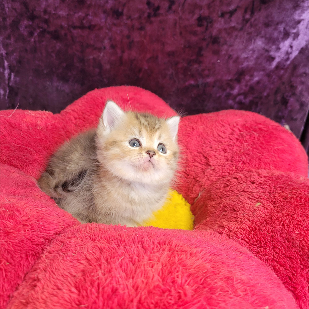 فروش بچه گربه بریتیش گلد