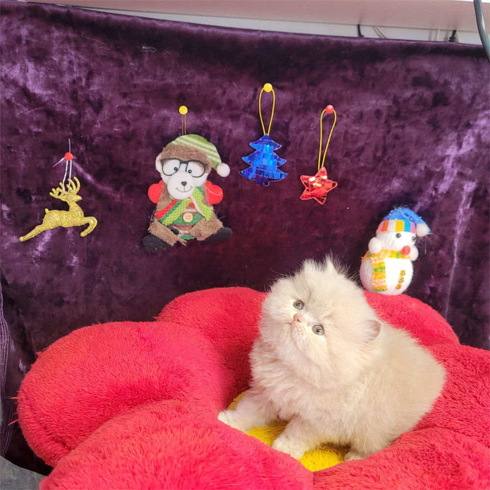 فروش بچه گربه پرشین کاراملی پشمالو