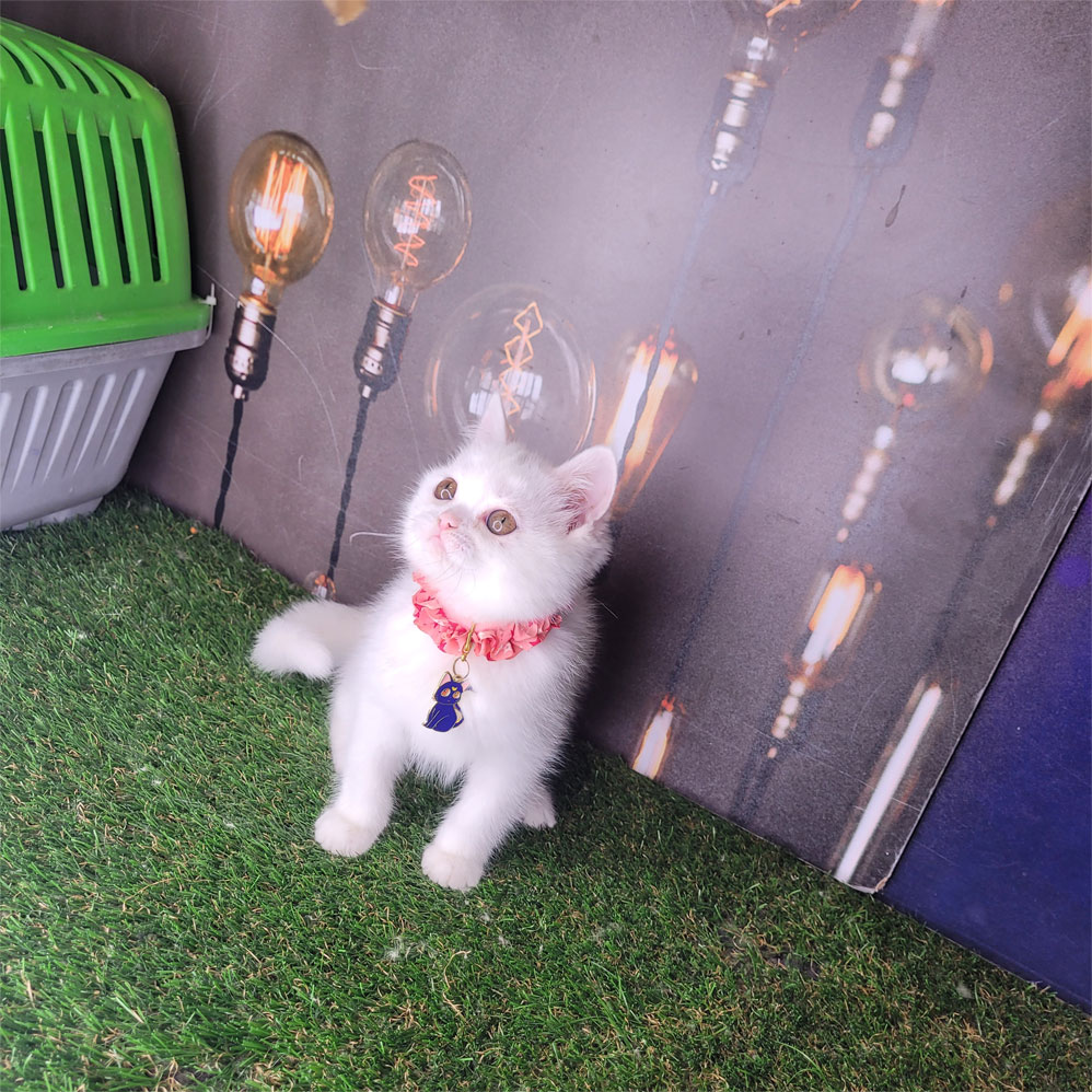 فروش بچه گربه بریتیش سفید