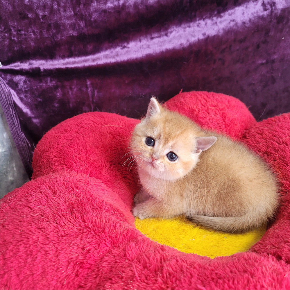 فروش بچه گربه بریتیش گلد