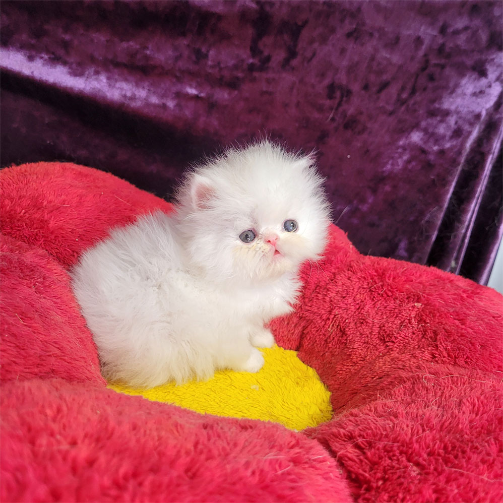 فروش بچه گربه پرشین سفید سوپر فلت