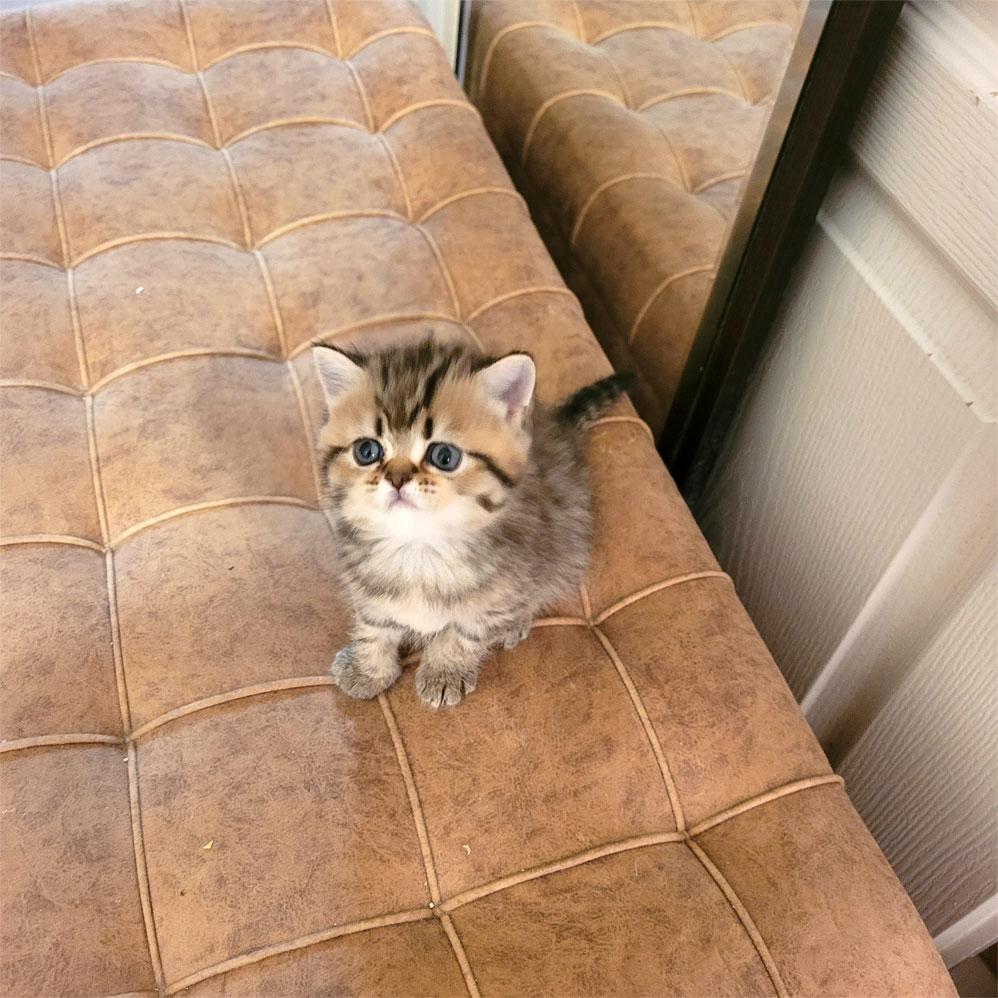 فروش بچه گربه بریتیش گلد