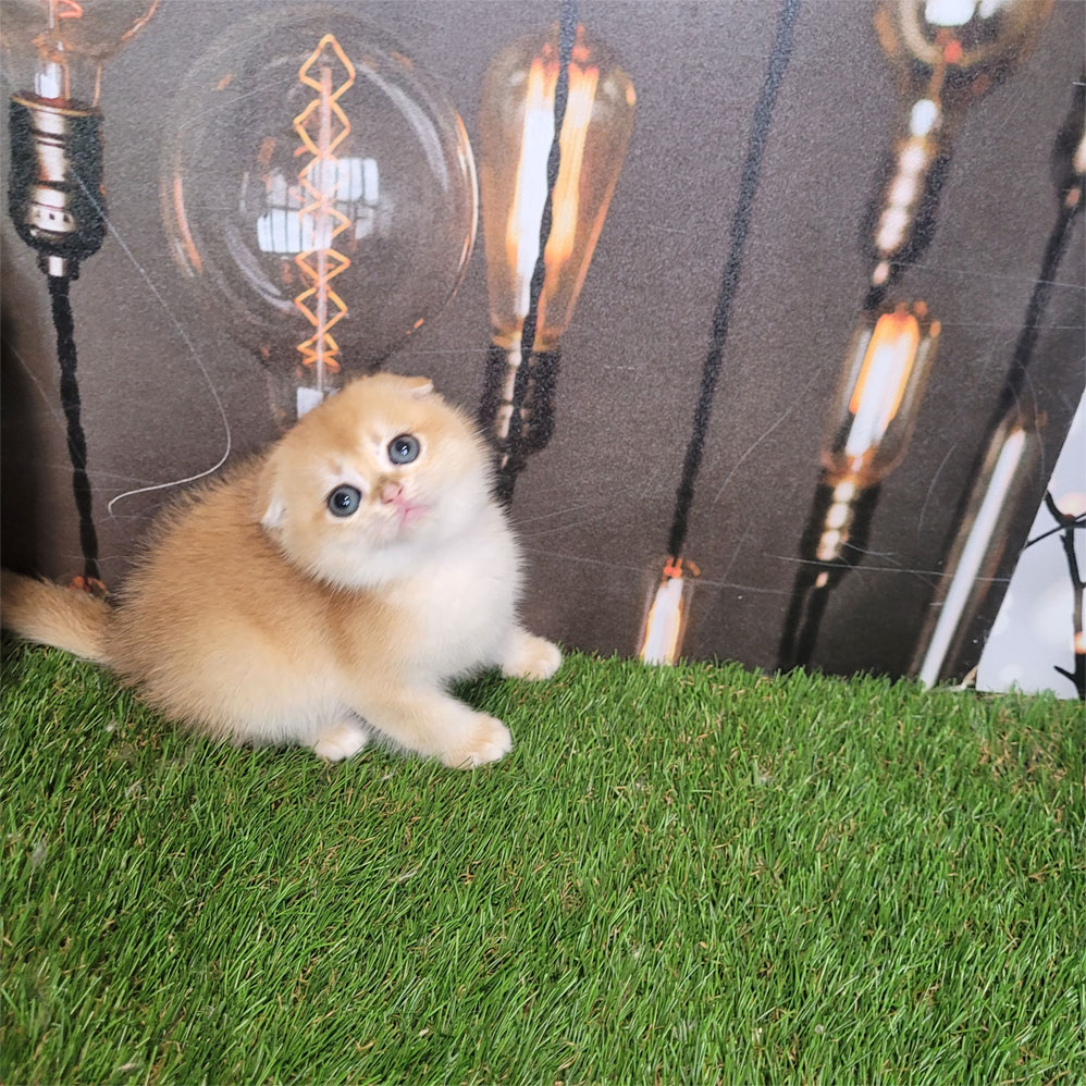 فروش بچه گربه اسکاتیش گلد کد NY12