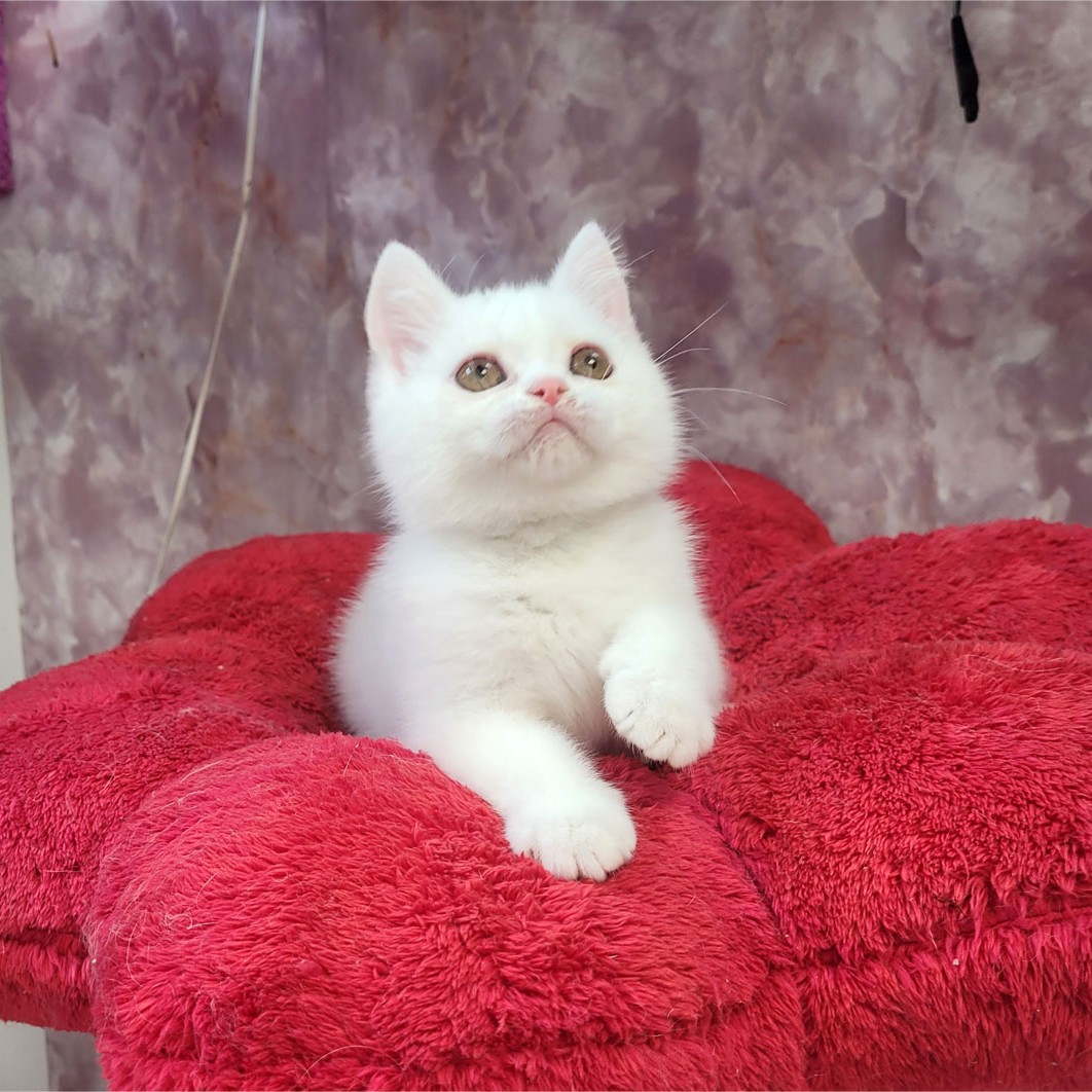 فروش بچه گربه بریتیش سفید