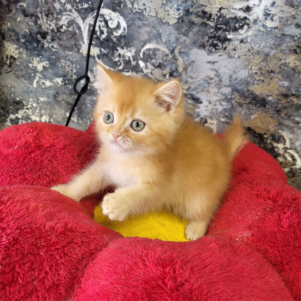 فروش بچه گربه بریتیش گلد