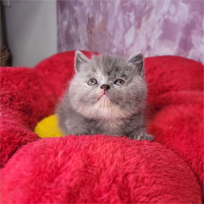 فروش بچه گربه بلو گلد