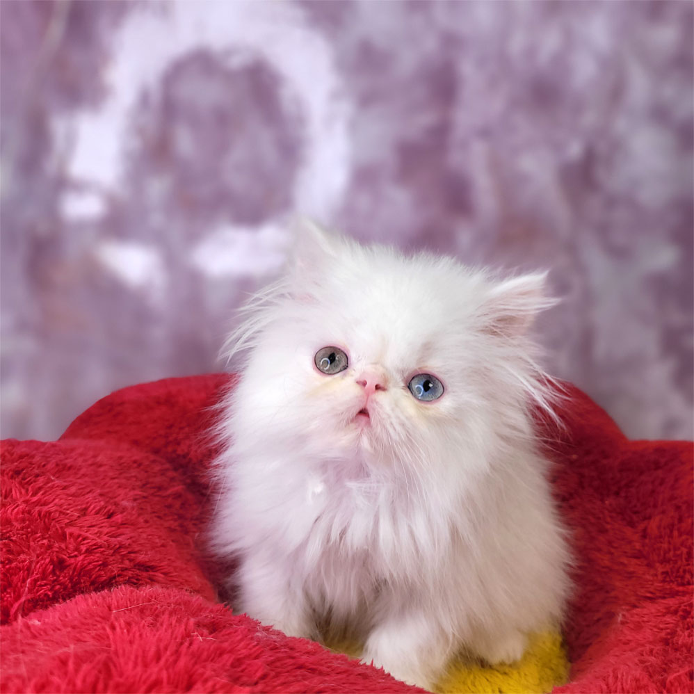 فروش بچه گربه پرشین سفید چشم دو رنگ