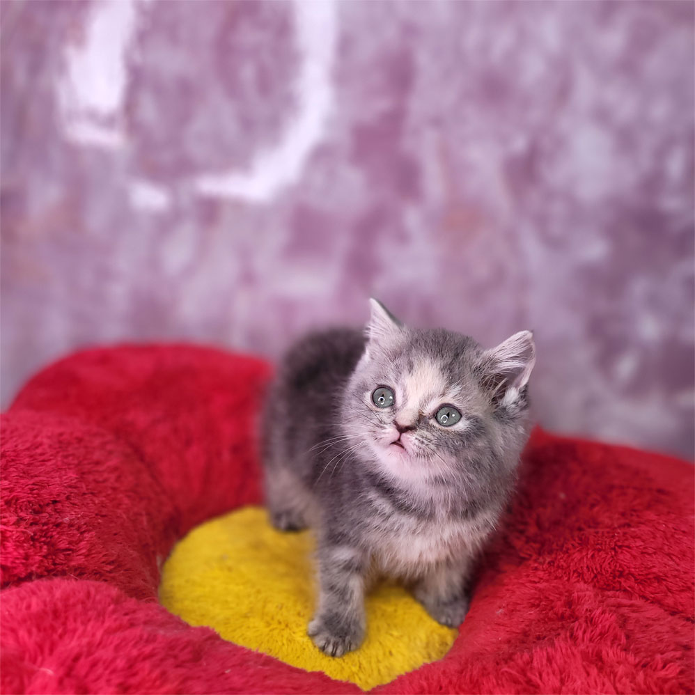 فروش بچه گربه بریتیش بلو گلد