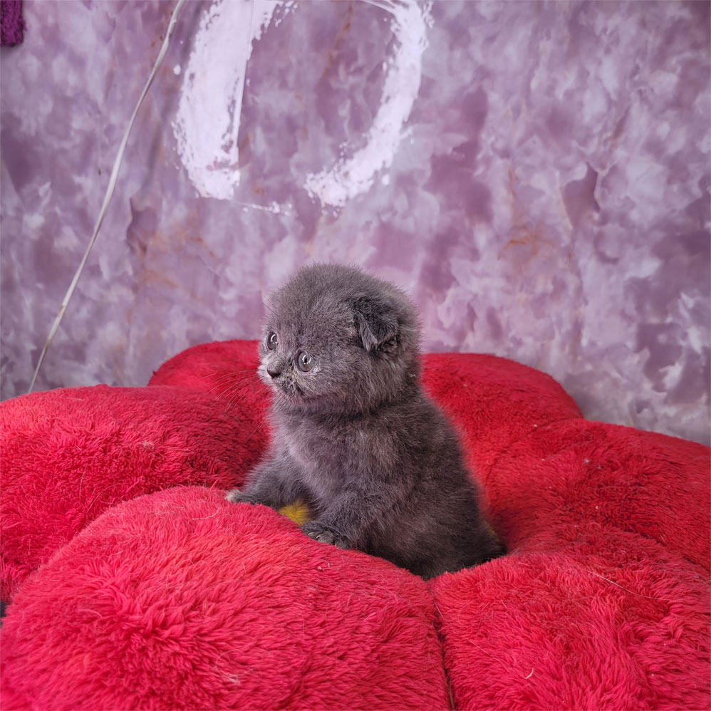 فروش بچه گربه اسکاتیش فلد بلو