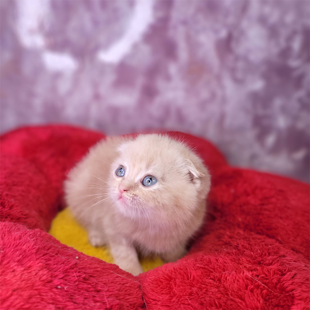 فروش بچه گربه اسکاتیش کاراملی