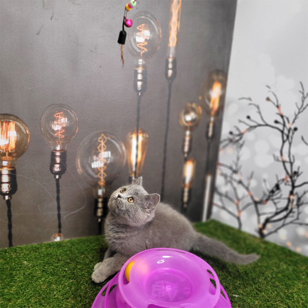 فروش بچه گربه بریتیش طوسی