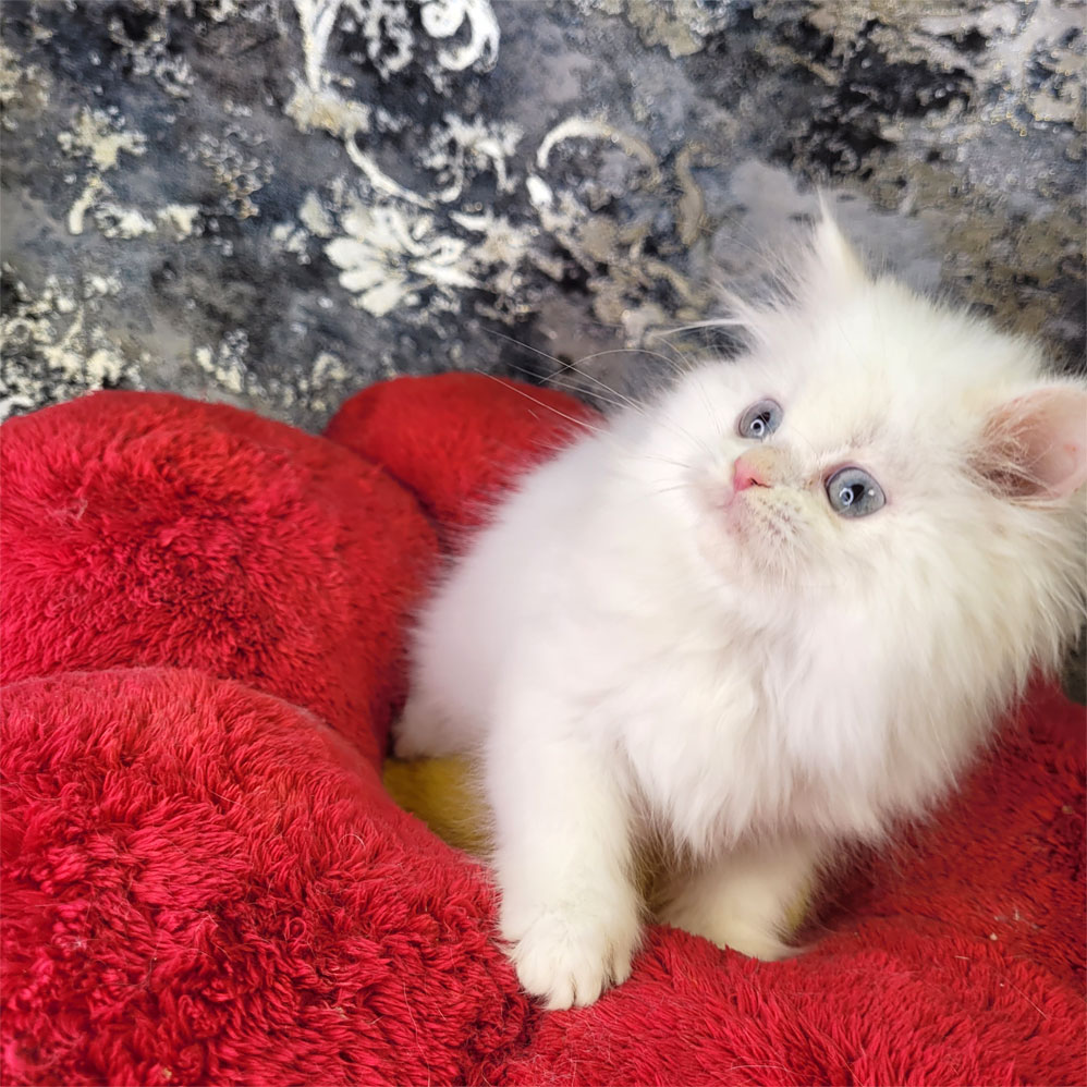 فروش بچه گربه پرشین سفید چشم آبی