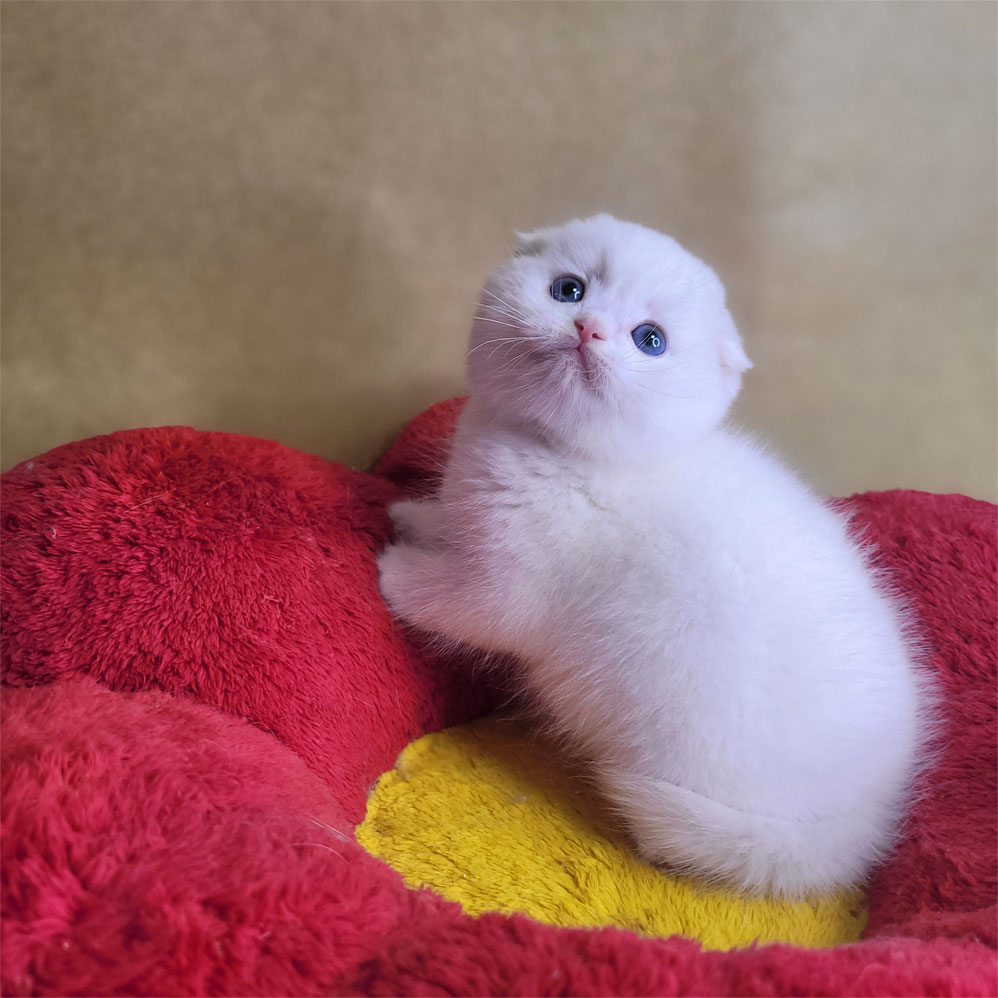 فروش بچه گربه اسکاتیش سفید