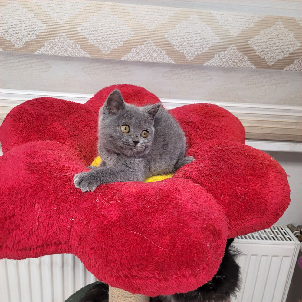 فروش بچه گربه بریتش بلو