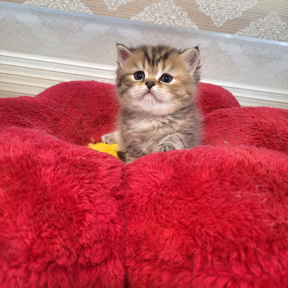 فروش بچه گربه بریتیش گلد