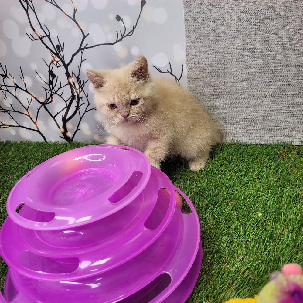 فروش بچه گربه بریتش کاراملی