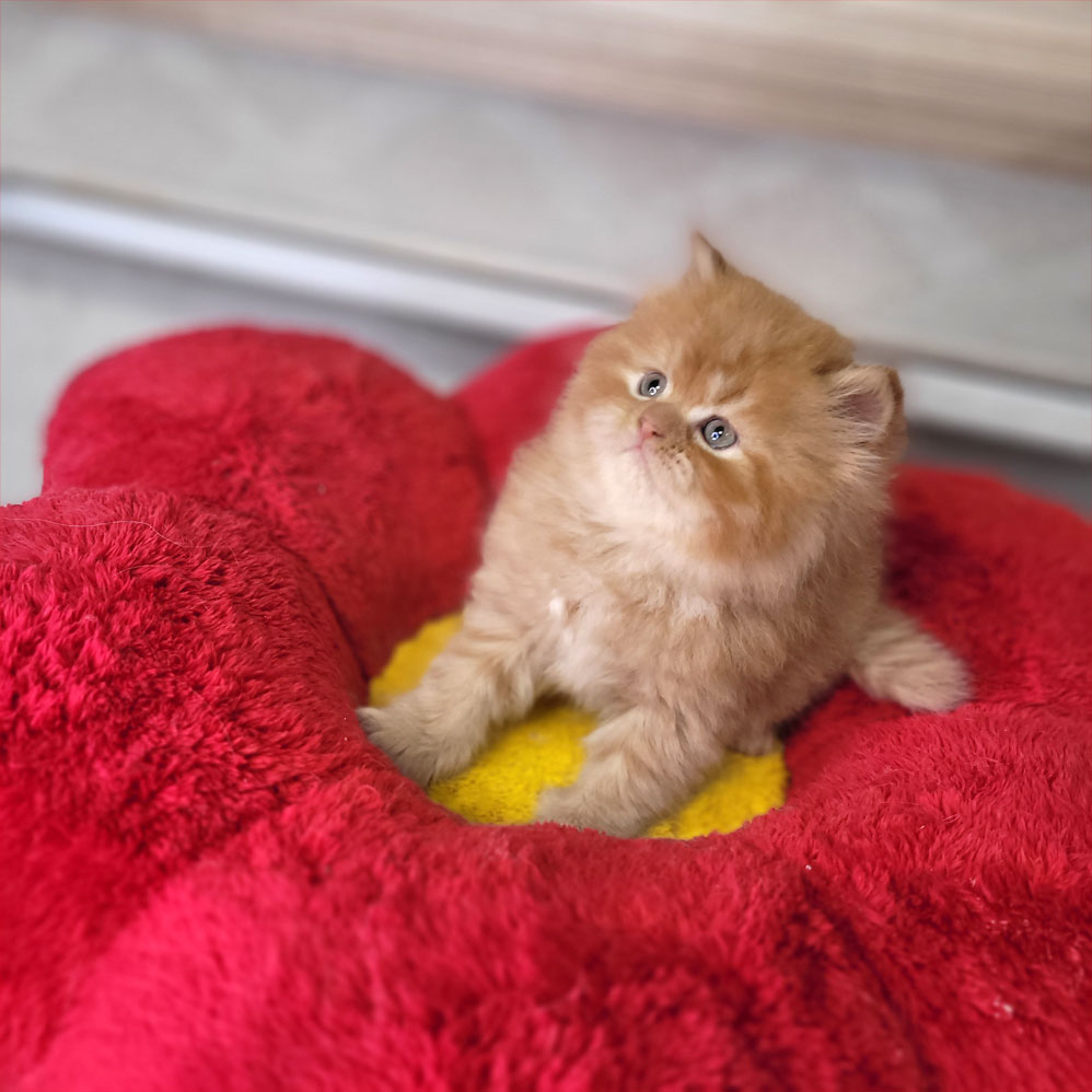 فروش بچه گربه پرشین گارفیلدی پشمالو