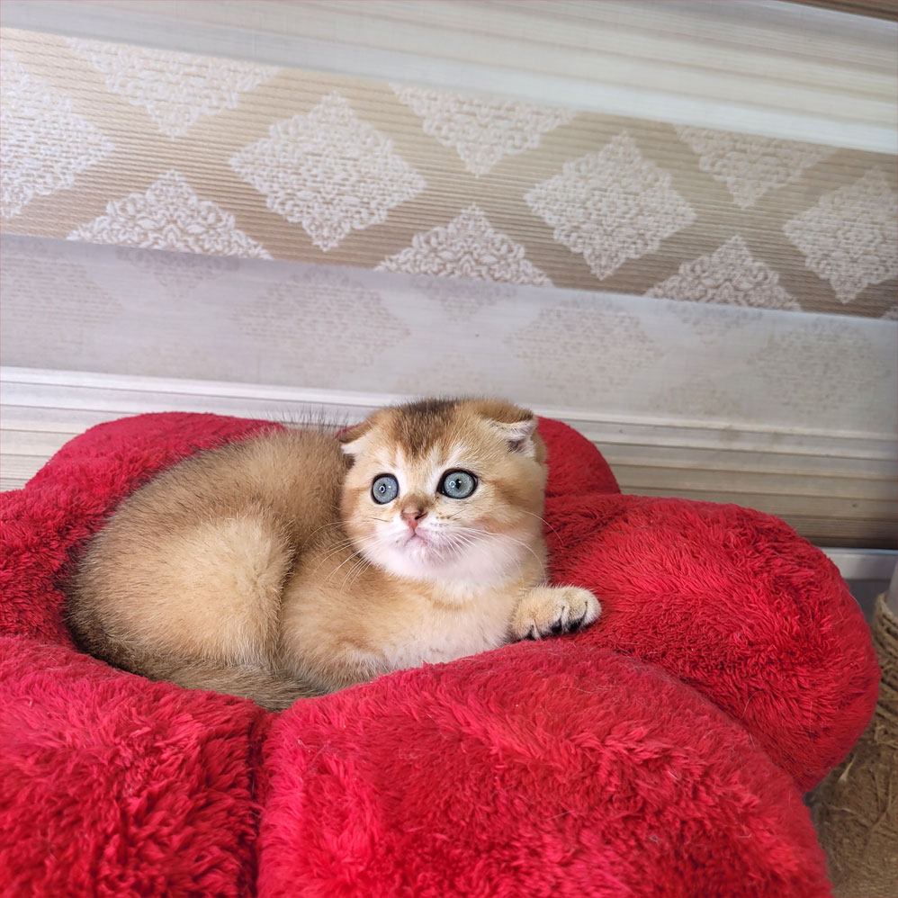 فروش بچه گربه اسکاتیش گلد NY11