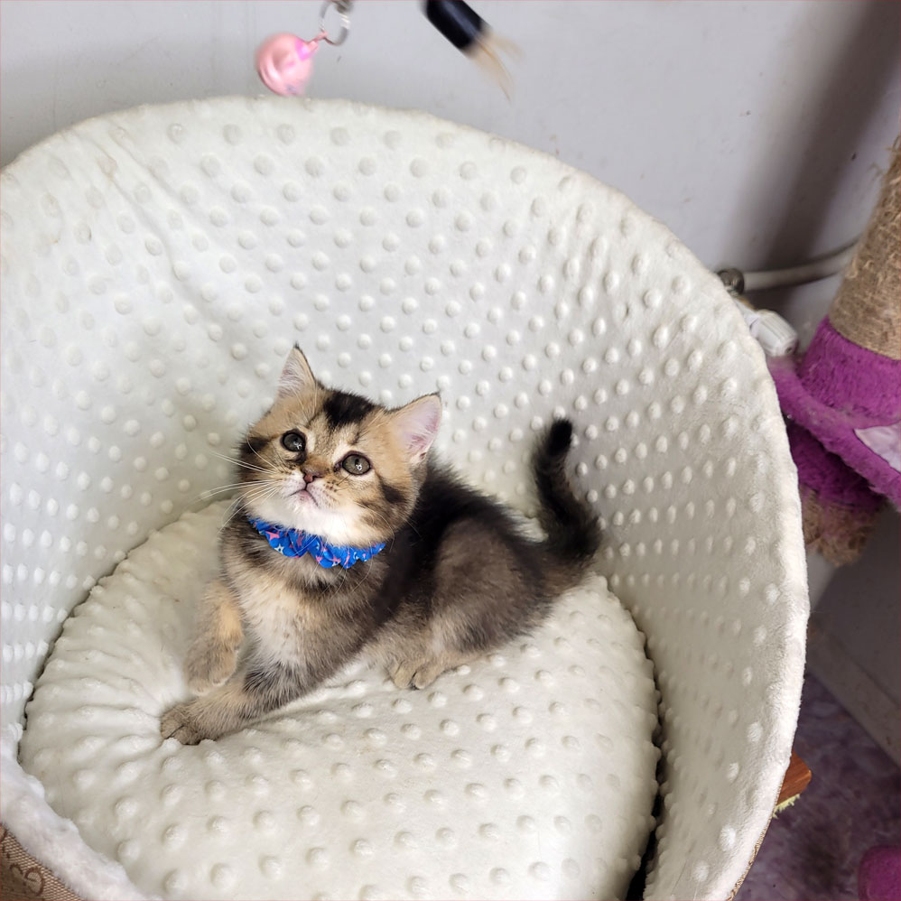 فروش بچه گربه بلک گلد