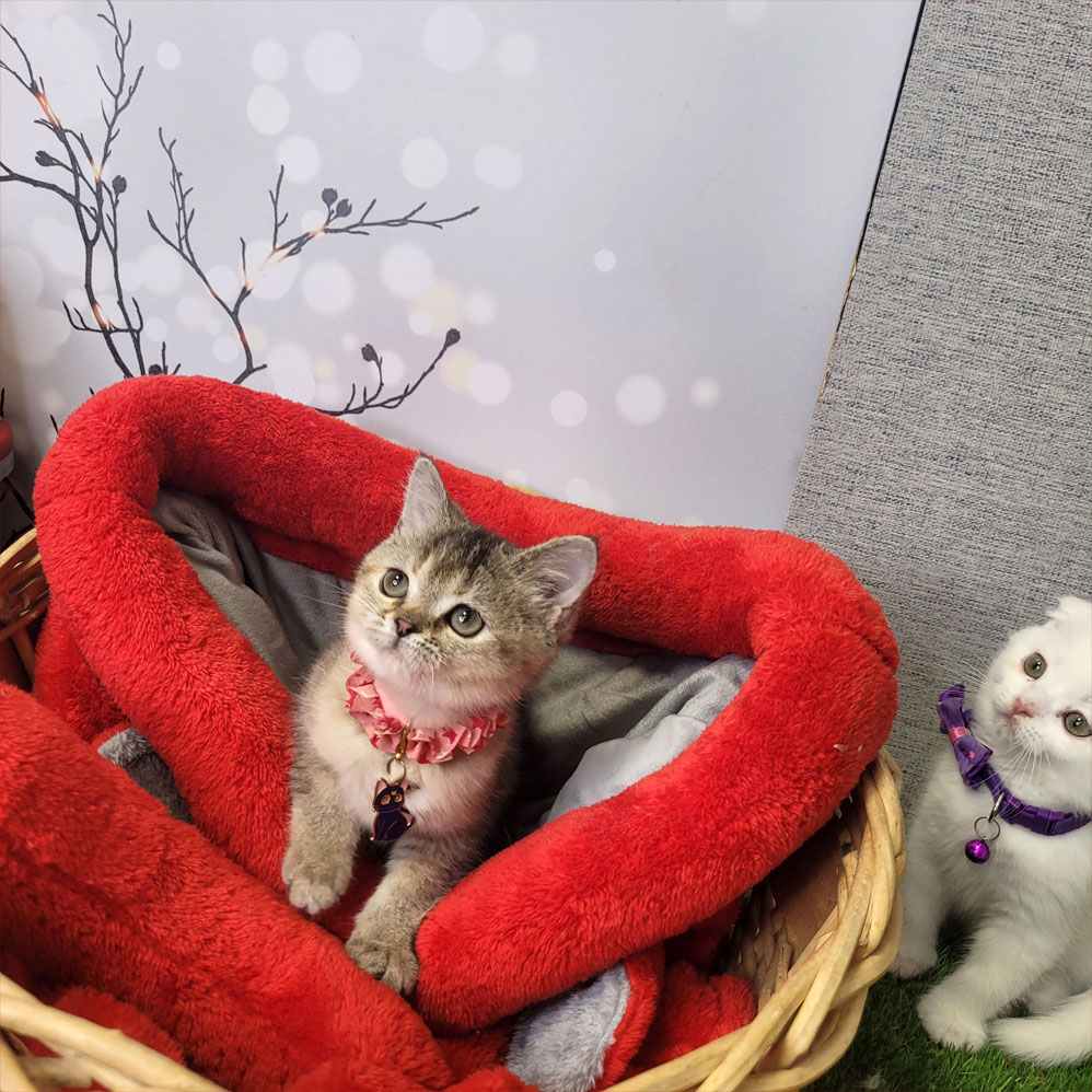 فروش بچه گربه بریتیش بلک گلد