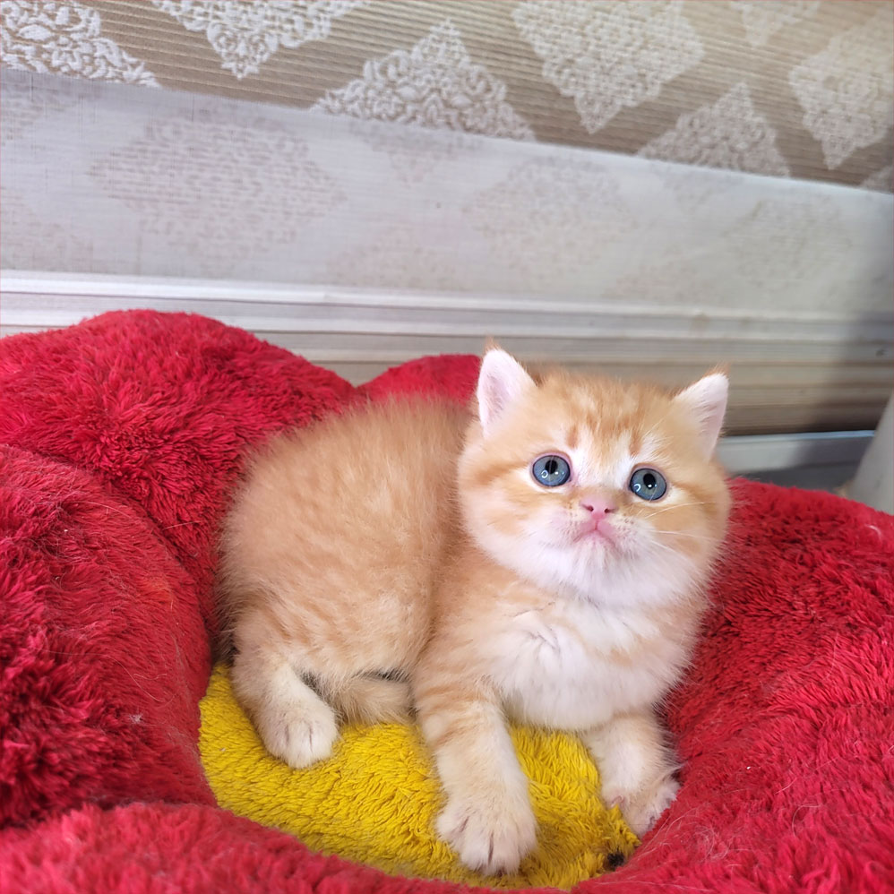 فروش بچه گربه گلد جینجر