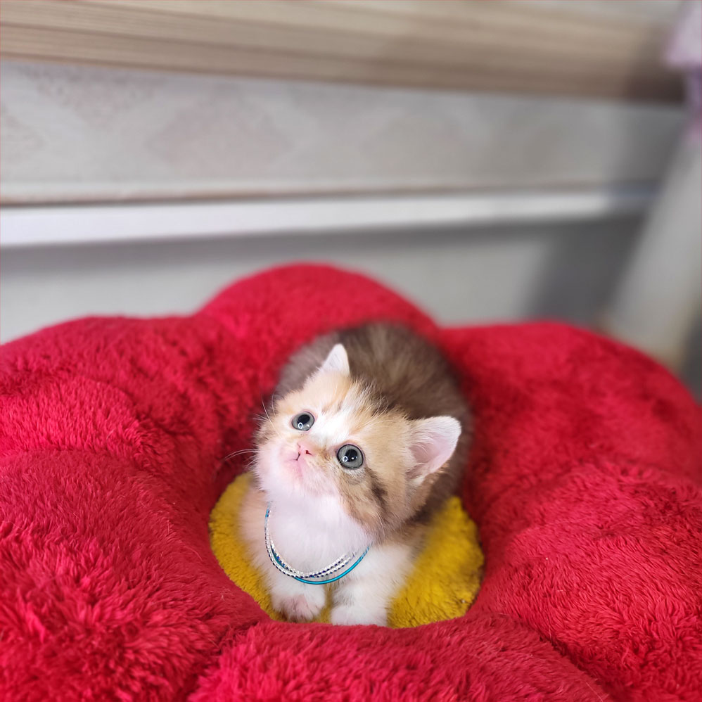 فروش بچه گربه بریتیش رنگ خاص