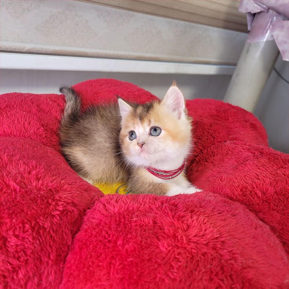 فروش بچه گربه بریتیش گلد بای کالر