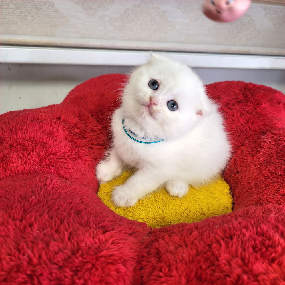 فروش بچه گربه اسکاتیش سفید ماده