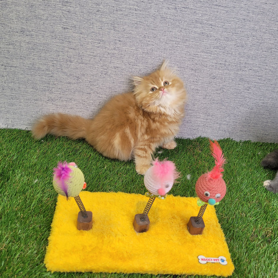 فروش بچه گربه پرشین زیبا و پشمالو