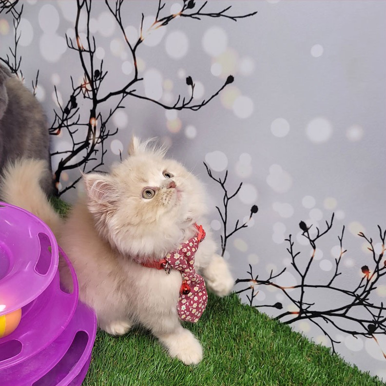 فروش بچه گربه پرشین کاراملی