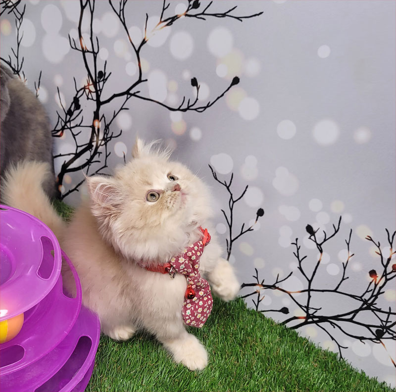 فروش بچه گربه پرشین کاراملی