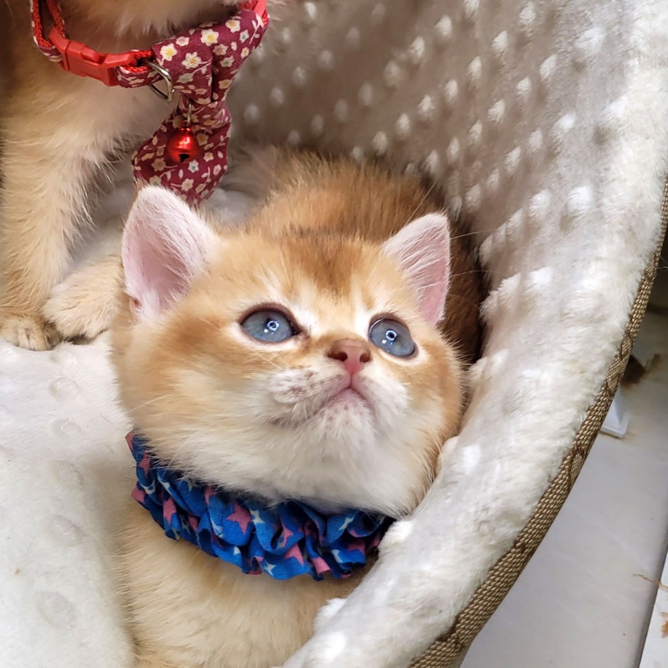 فروش بچه گربه بریتیش گلد ny12