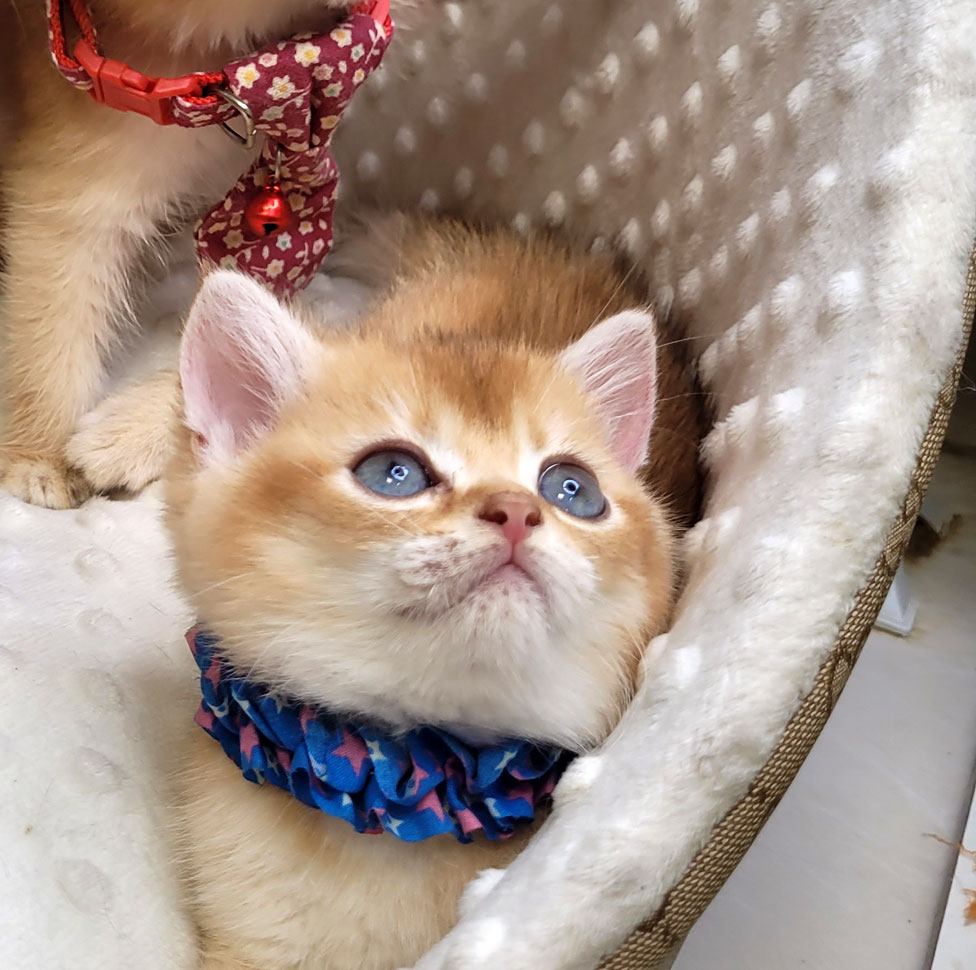 فروش بچه گربه بریتیش گلد ny12