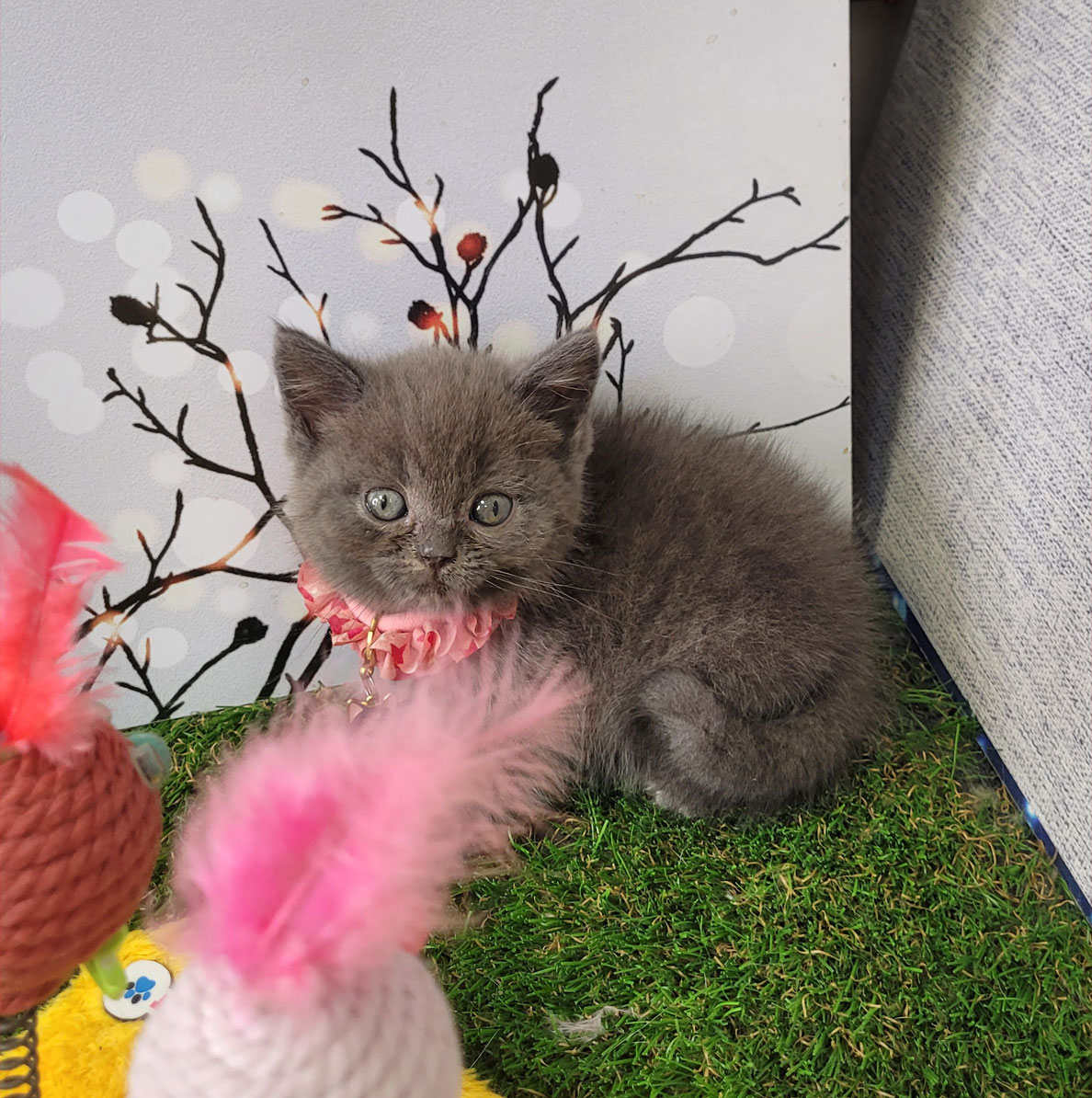 فروش بچه گربه بریتیش بلو