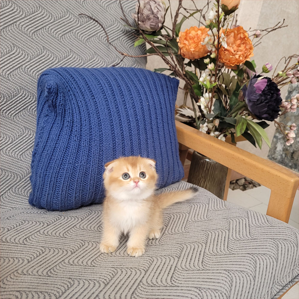 فروش بچه گربه اسکاتیش گلد ny11