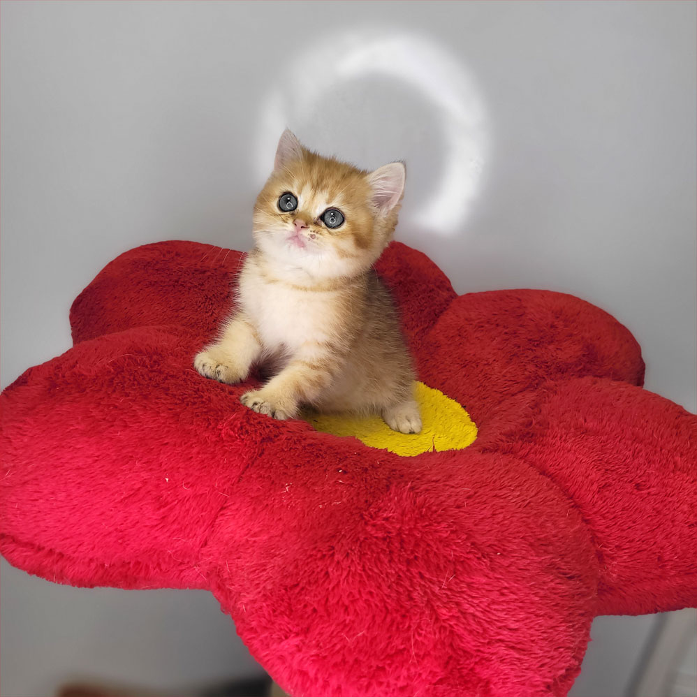 فروش بچه گربه بریتیش گلد ny24