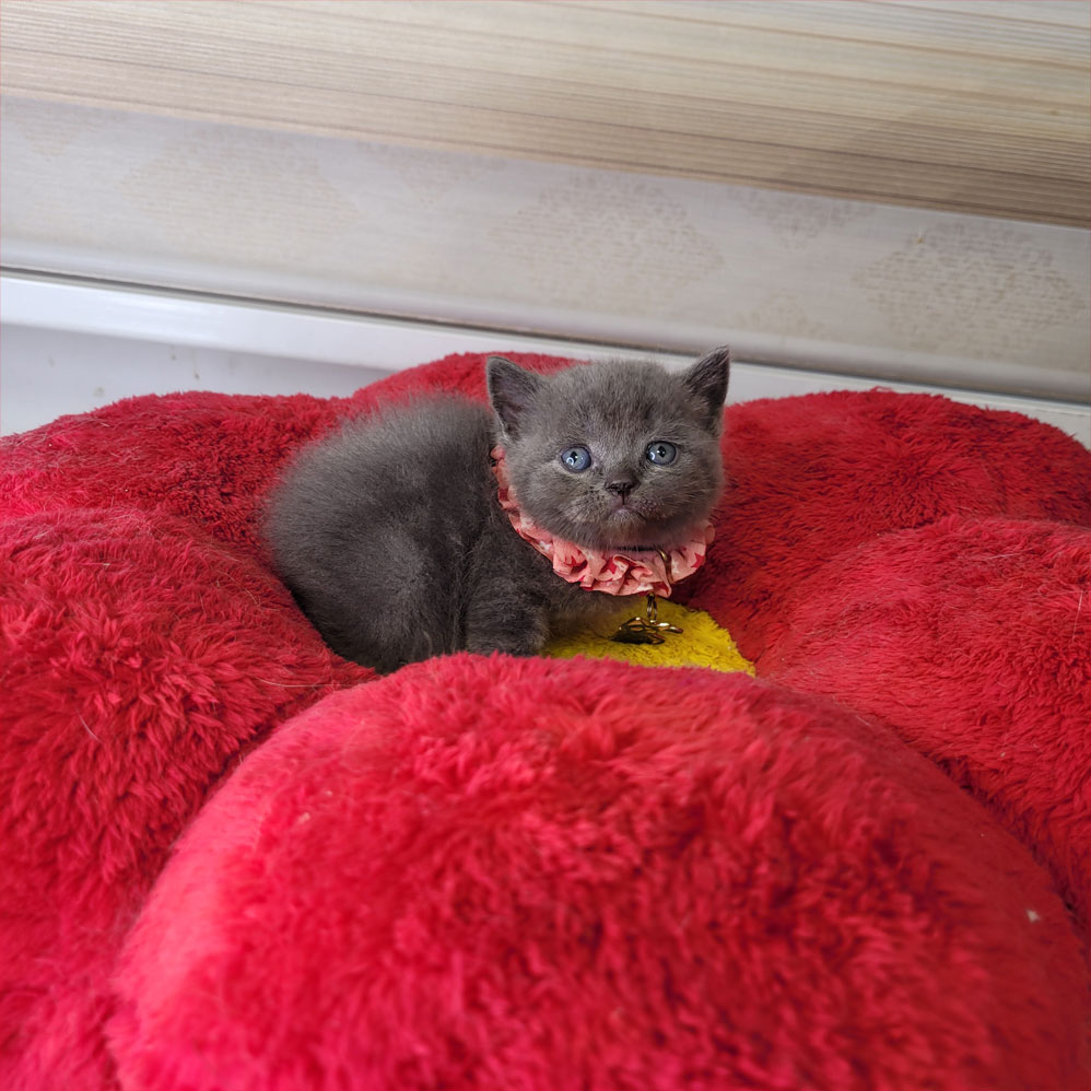 فروش بچه گربه بریتیش بلو اصیل