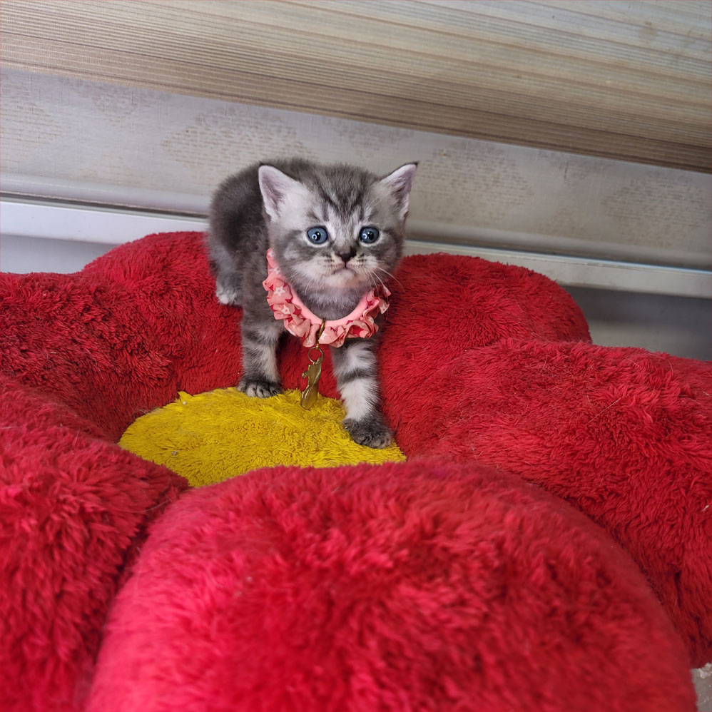 فروش بچه گربه بریتش سیلور تبی