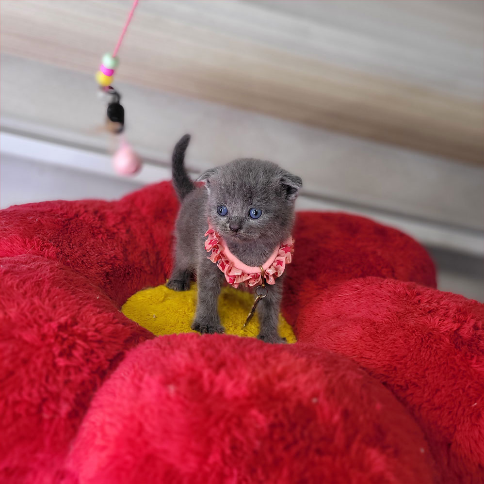 فروش بچه گربه اسکاتیش بلو