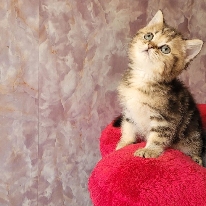 بریتیش گلد قیمت مناسب